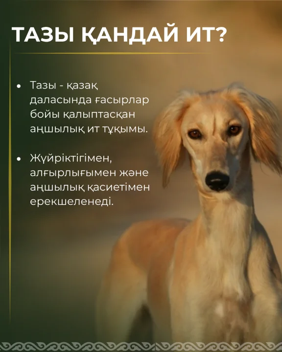 3 қыркүйек – қазақ тазысы күні