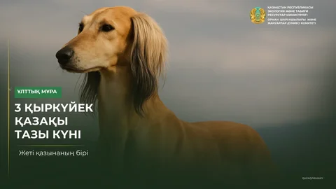 3 сентября — день казахского тазы