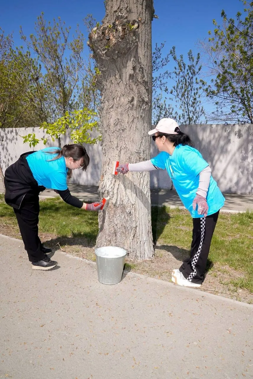 В городе Семей проведены работы по побелке деревьев