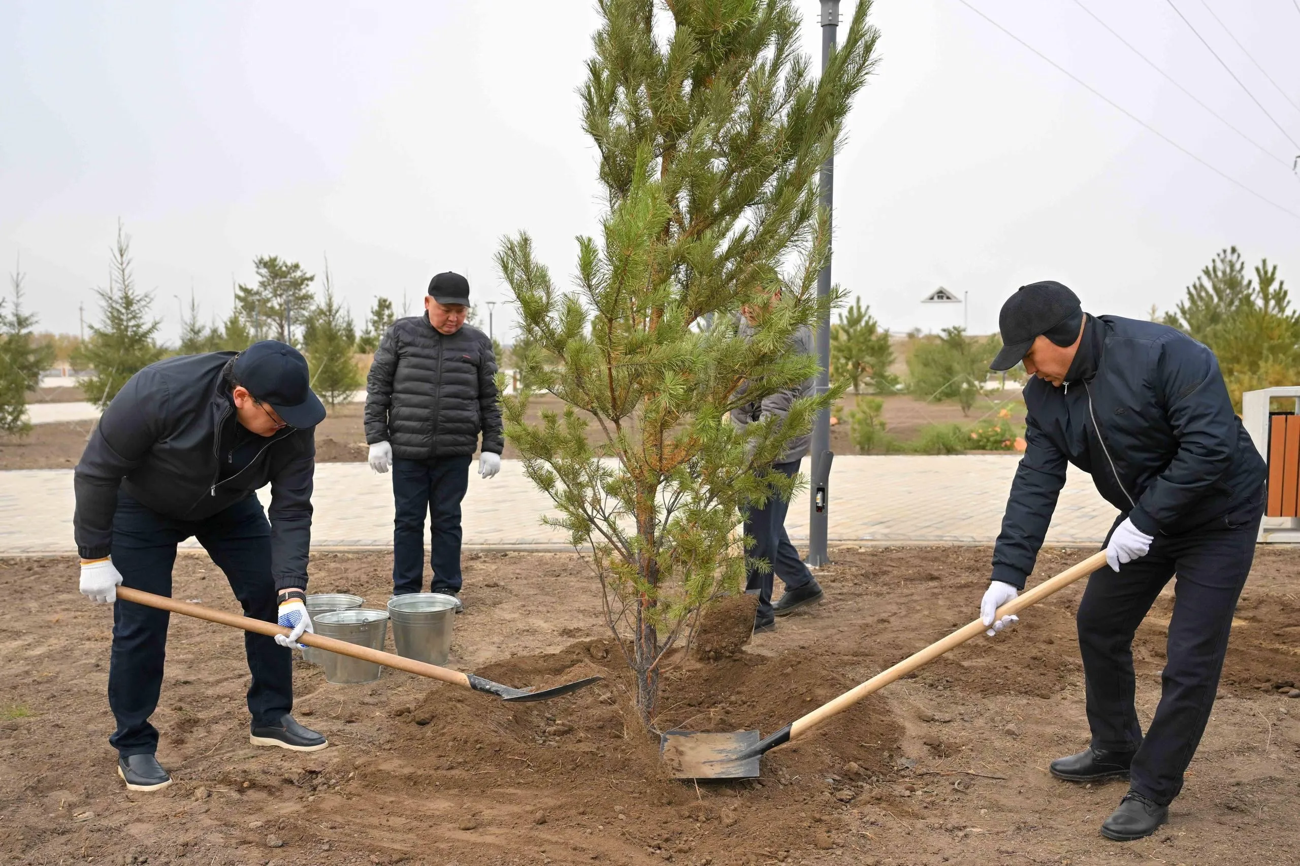Абай облысында 5 мың түп ағаш көшеттері отырғызылды