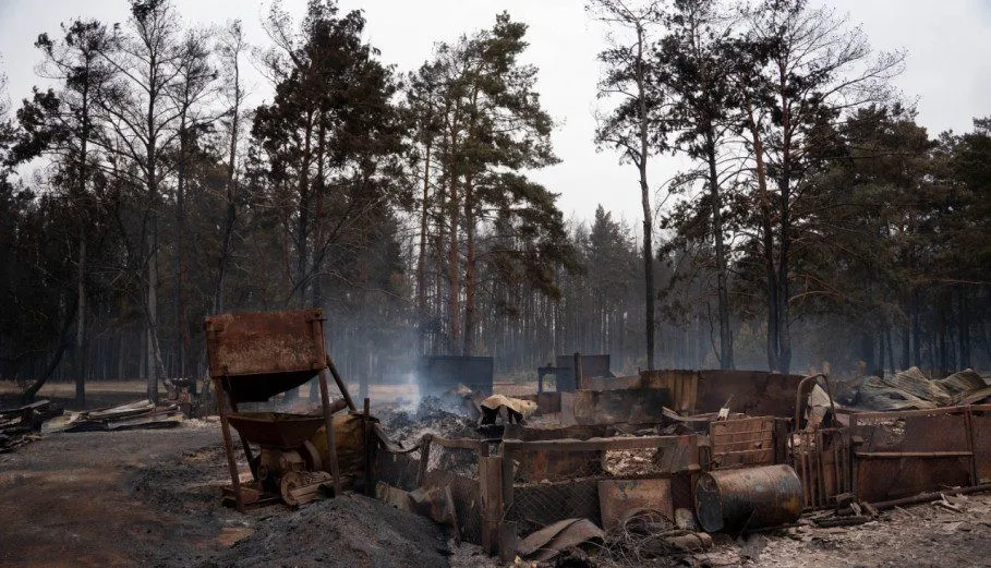 «Бөгденің қайғысынан пайда табу»: Қазақстан ормандарындағы өрттен кейін не қалады?