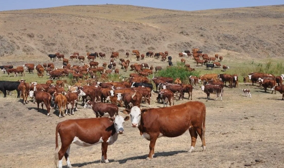 В области Абай развивается сельское хозяйство