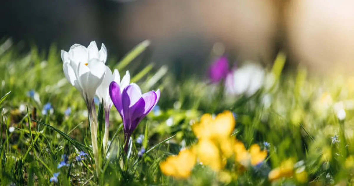 Оқушылар көктемгі каникулда қанша күн демалады?