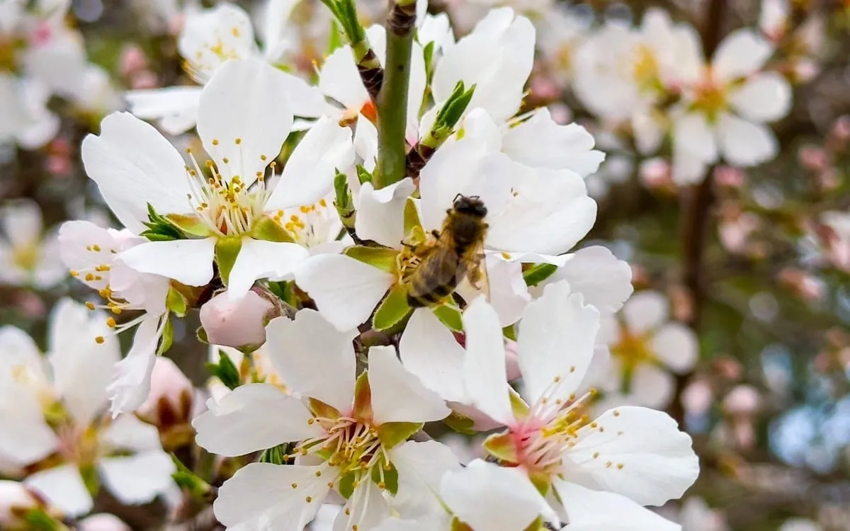 Шымкентте қыстың соңғы айында жеміс ағаштары гүлдеді  