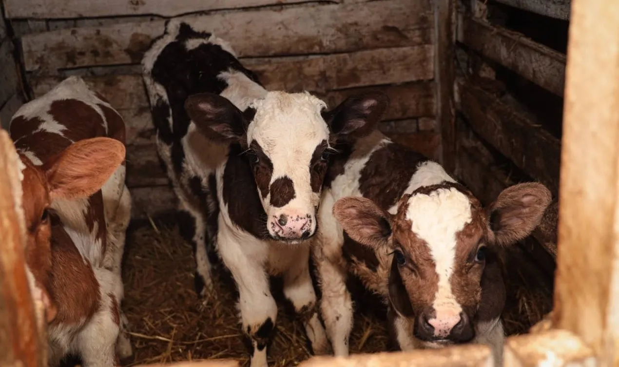 Айтылмайтын ауру, мал індеті Ресейден Қостанай облысына жетуі мүмкін бе?