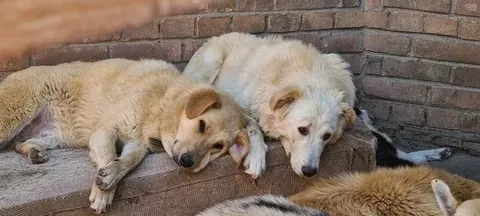 В регионе с начала года отловлено 3 262 безнадзорных животных