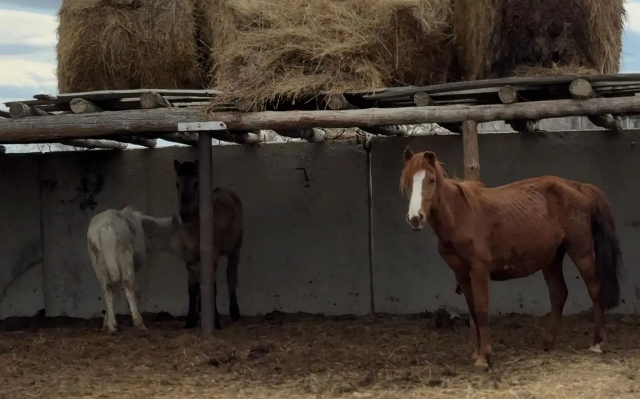 Ауылға серпін: Абай ауданында кәсіпкерлік жаңа деңгейге көтерілуде