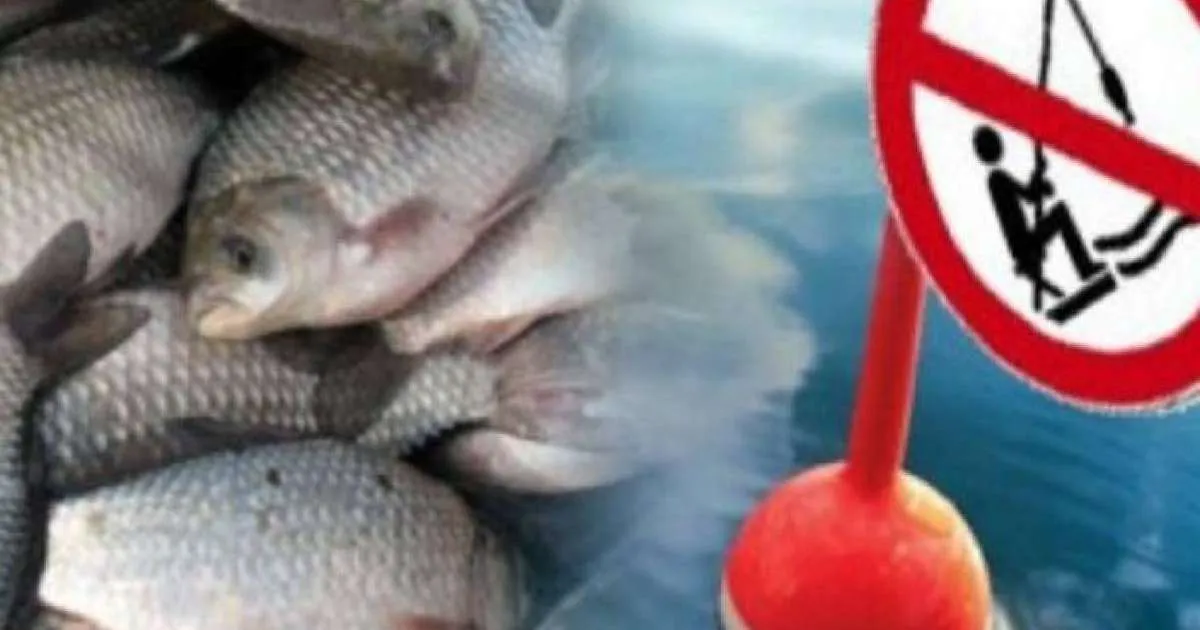 В области Абай введён временный запрет на рыбную ловлю в период нереста